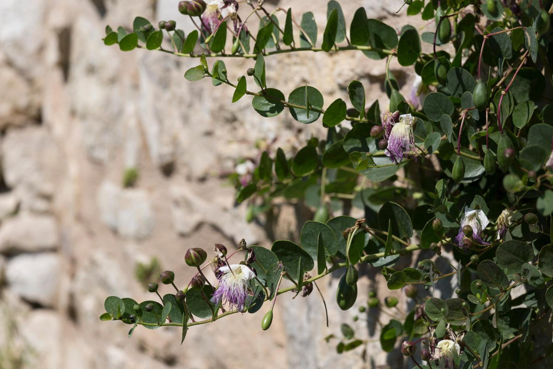 Antico Convento Dei Cappuccini Hotel Ragusa Buitenkant foto